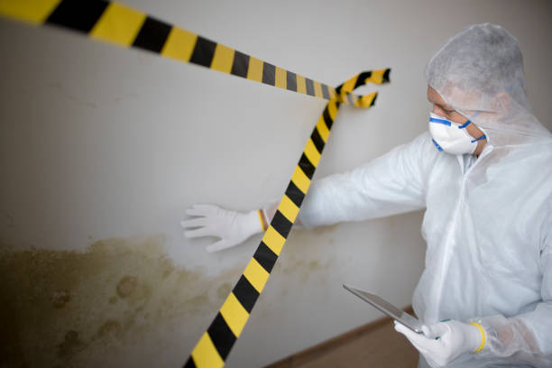 Best Mold removal after water damage  in USA